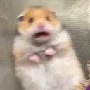 hamsterscared