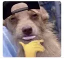 Dawg