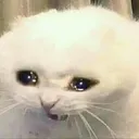 CattoCry