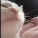 catvibe