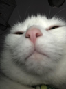 selfie Discord emoji
