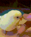 shake Discord emoji