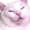 derpcat