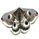 ce_emperor_moth
