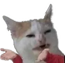hy_whatcat hy_whatcat