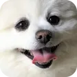 chenzhGlad