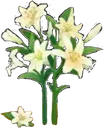 F_LilyFlower