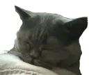 SCtuckedin