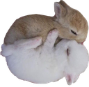 bunny_cuddle Discord emoji
