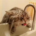 fatcat fatcat