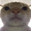 cat_kuzma