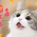 CatD