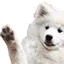 dogwave
