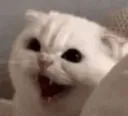 aanimated aanimated