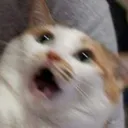 Catscream catscream Discord Emoji