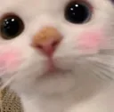 cat_blush