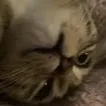 mood