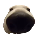 sniffa