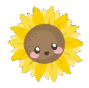 sunflower1