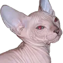 sphynx sphynx