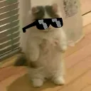 GatoSwag