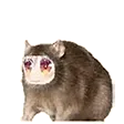 rratFlip