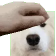 pettheshoobforgoodluck