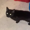 Maxi_Cat Discord Emoji