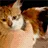 cat_bite2