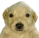 esquizo
