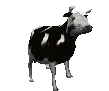 p_Jpolishcow p_Jpolishcow