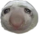 orb