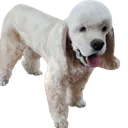 Kai Kai