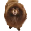 Kuma