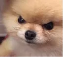 dog_angry dog_angry
