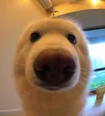 DogaoOriginal