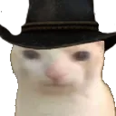 cowboycat cowboycat