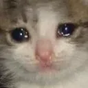 CatSad