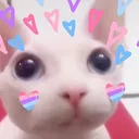binguslove