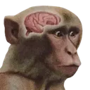 neuronActivation