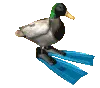 DuckSpin