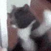 CatPunchL