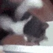 CatPunchD