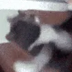 CatPunchU CatPunchU