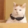 cat cat