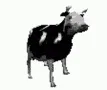cow