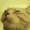 catvibe2 Discord emoji
