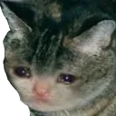 sadcat Discord Emoji