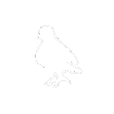 gif_pigeon gif_pigeon