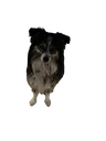 eviedoggo